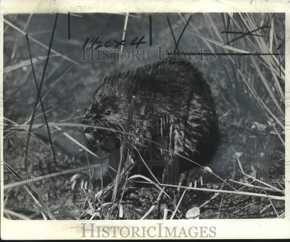 1968 Press Photo Fur bearing muskrat in Louisiana cane field habitat - noo48598