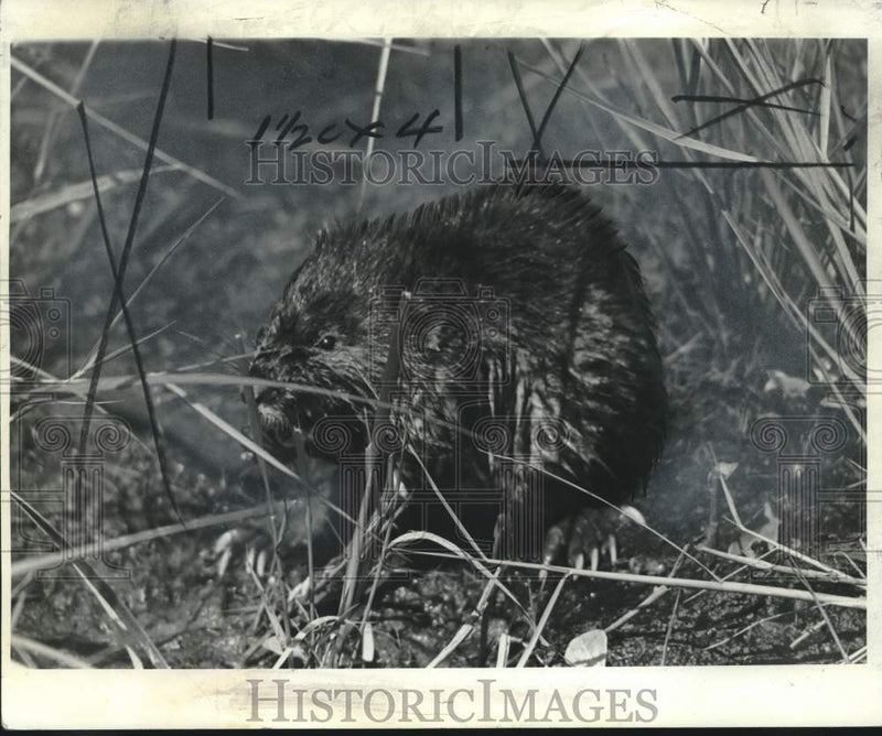 Load image into Gallery viewer, 1968 Press Photo Fur bearing muskrat in Louisiana cane field habitat - noo48598

