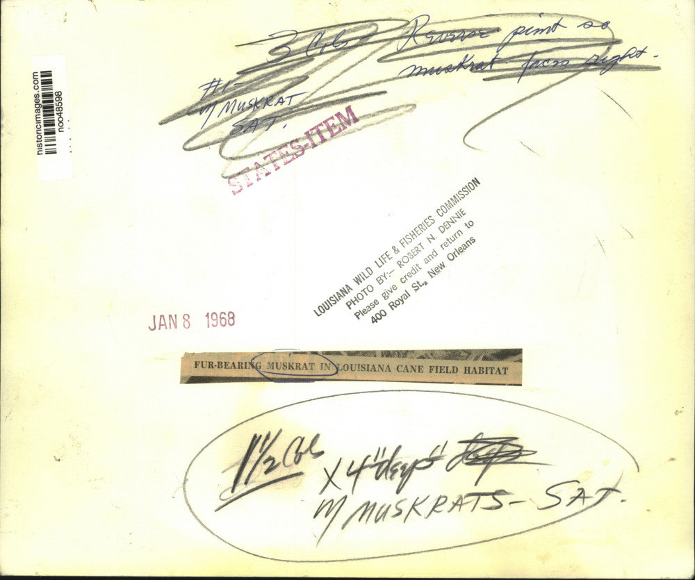 1968 Press Photo Fur bearing muskrat in Louisiana cane field habitat - noo48598