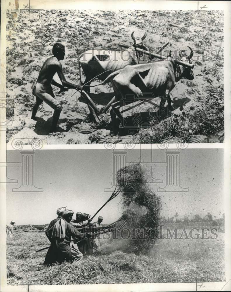 Load image into Gallery viewer, 1968 Press Photo Hybrid Grains planted by Pakistani farmers - noo49278
