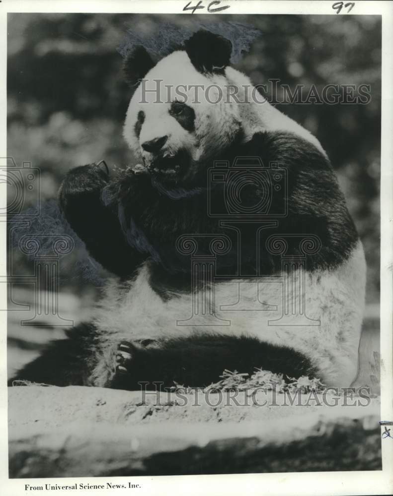 1972 Press Photo Mei-tan, Giant Panda given to United States by China- Historic Images