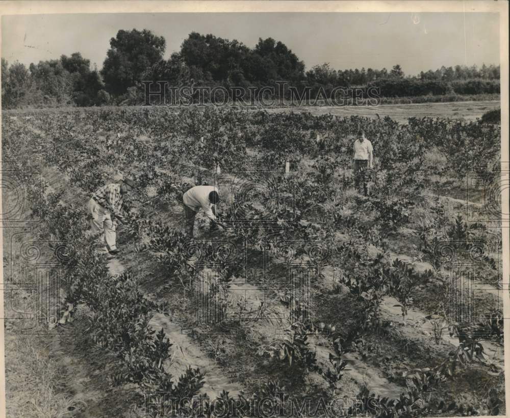 1963 Press Photo Young orange trees tagged for digging at LSU, Pointe a La Hache- Historic Images