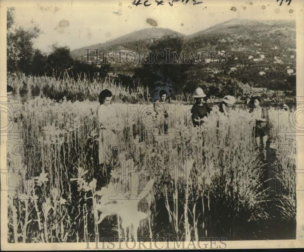 1961 Press Photo Harvesting tuberose on a plantation in Grasse, France