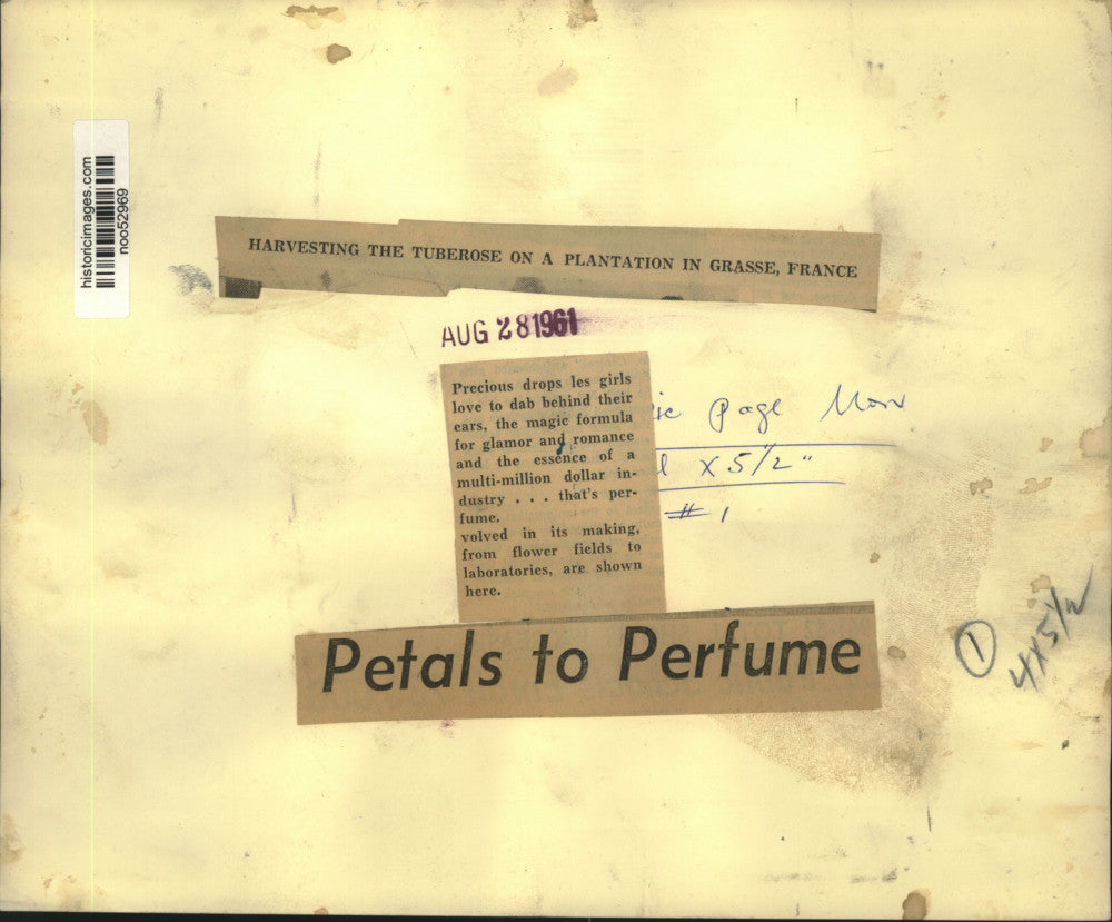 1961 Press Photo Harvesting tuberose on a plantation in Grasse, France