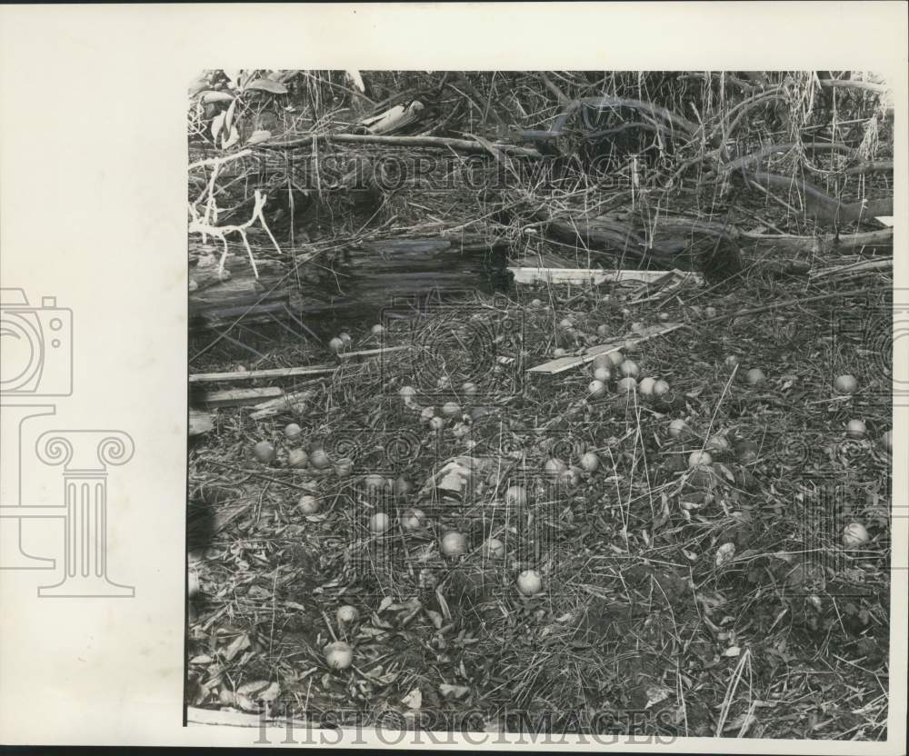 1965 Press Photo Oranges scattered across ground by hurricane - noo54142