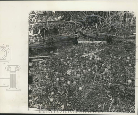1965 Press Photo Oranges scattered across ground by hurricane - noo54142