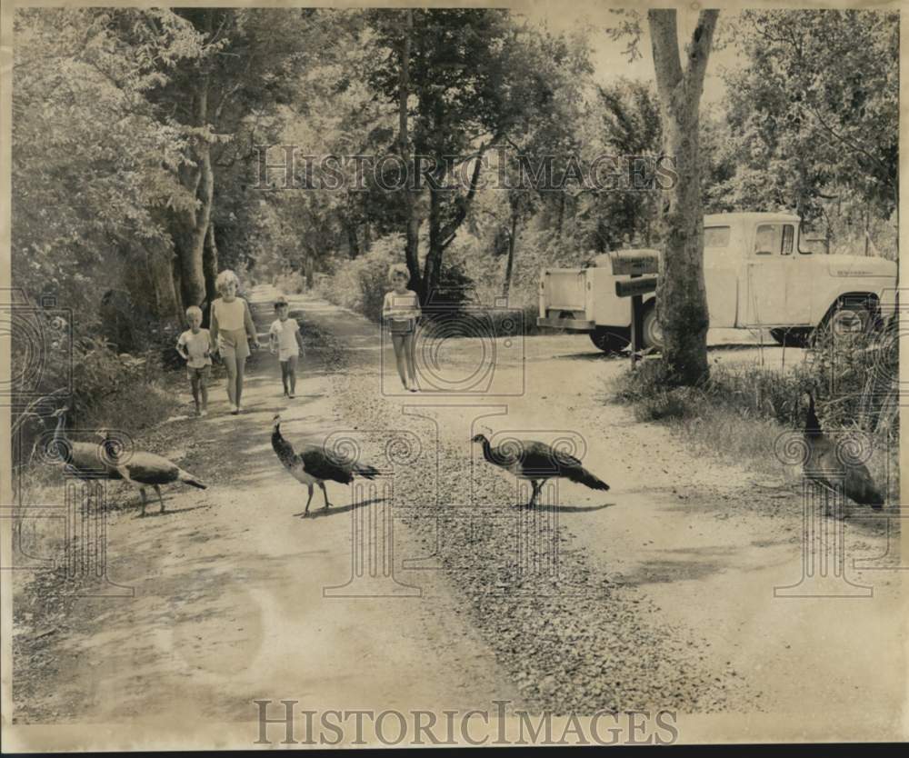 1962 Press Photo Peacocks roaming in the yard of Captain &amp; Mrs. Kenneth LeSieur
