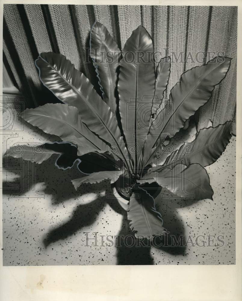 1961 Press Photo Birds Nest Fern of Mrs. George E. Jones on Metropolitan Drive