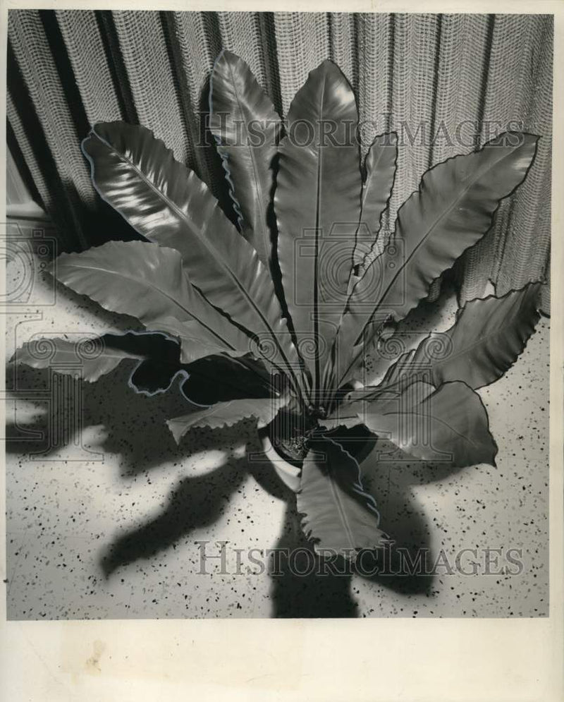 Load image into Gallery viewer, 1961 Press Photo Birds Nest Fern of Mrs. George E. Jones on Metropolitan Drive
