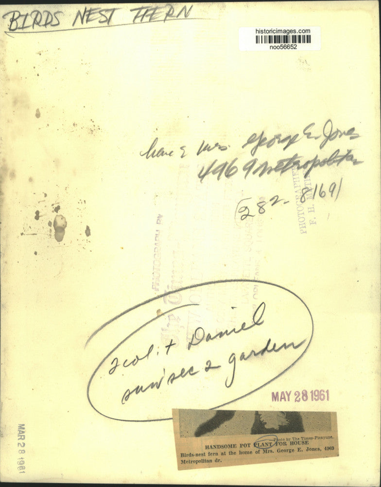 1961 Press Photo Birds Nest Fern of Mrs. George E. Jones on Metropolitan Drive