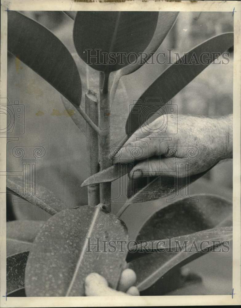 1974 Press Photo Making a cutting below a joint in plant - noo56661