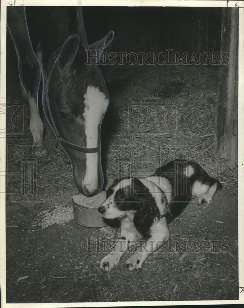 1967 Press Photo &quot;Priddy,&quot; canine, Mascot for the 95th season of Gentilly Oval- Historic Images