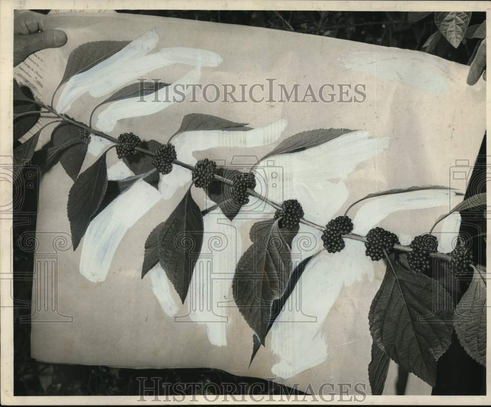 1963 Press Photo Beauty-Berry shrub branch with berry clusters. - noo63353