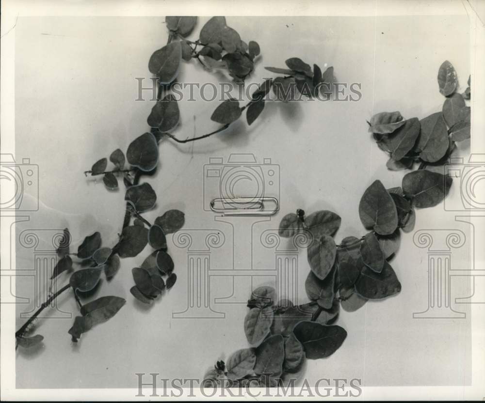 1961 Press Photo Ficus repens used as a climber - noo63354