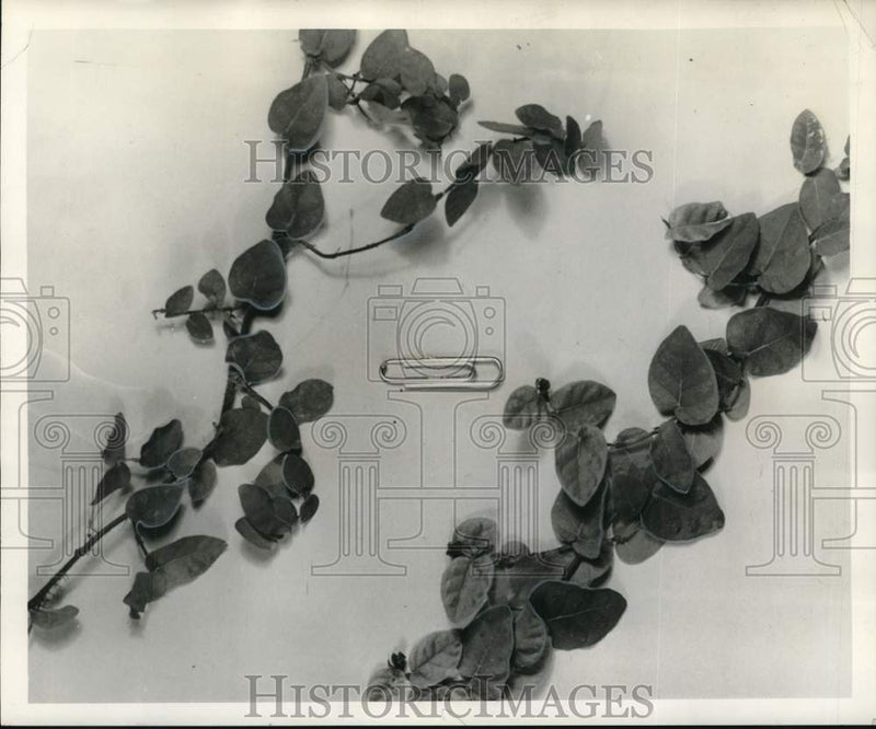 Load image into Gallery viewer, 1961 Press Photo Ficus repens used as a climber - noo63354
