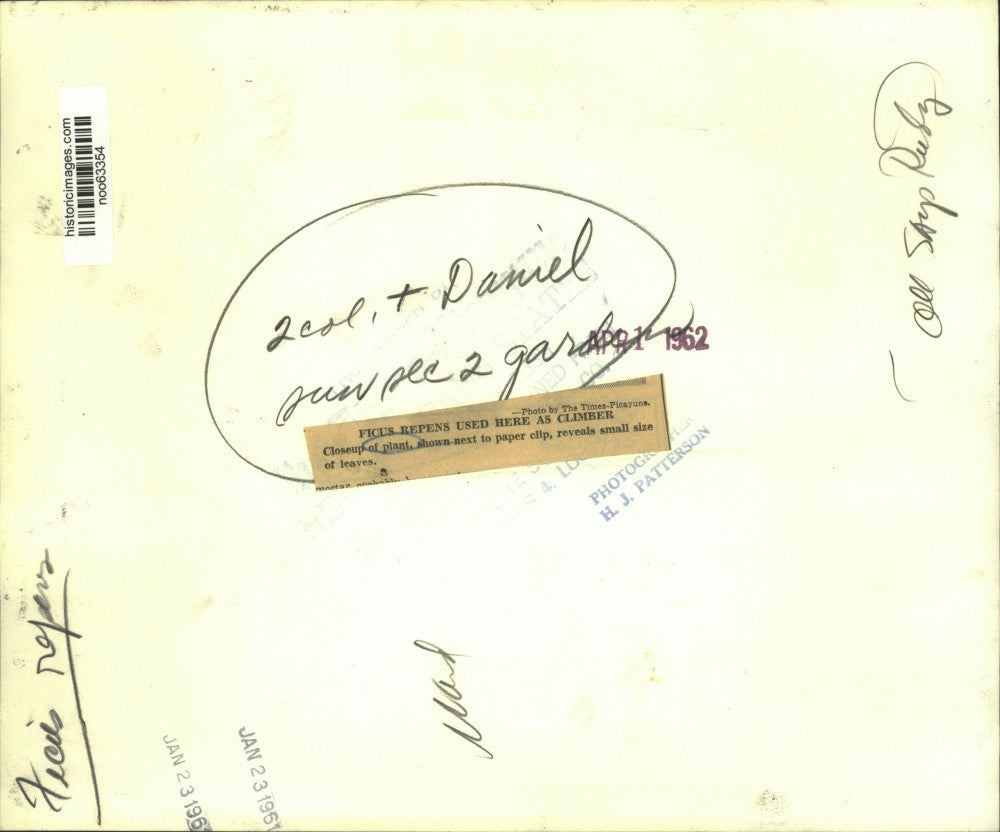 1961 Press Photo Ficus repens used as a climber - noo63354