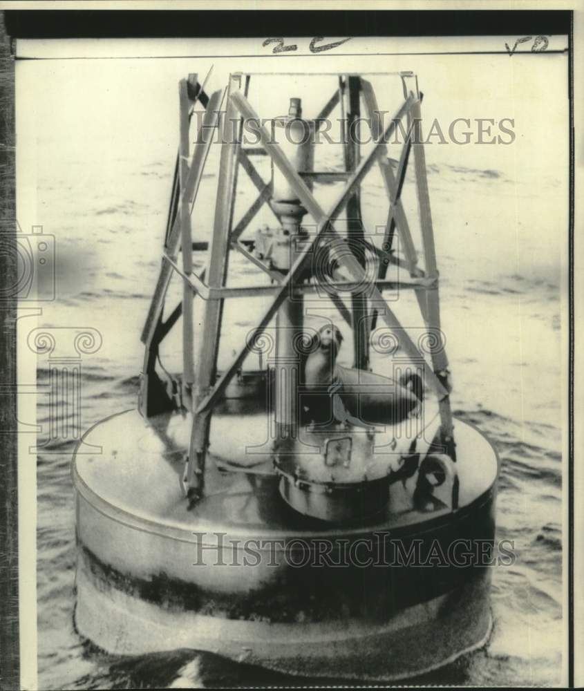 1966 Press Photo Seal on a Bouy in Charleston Harbor, South Carolina - noo63397