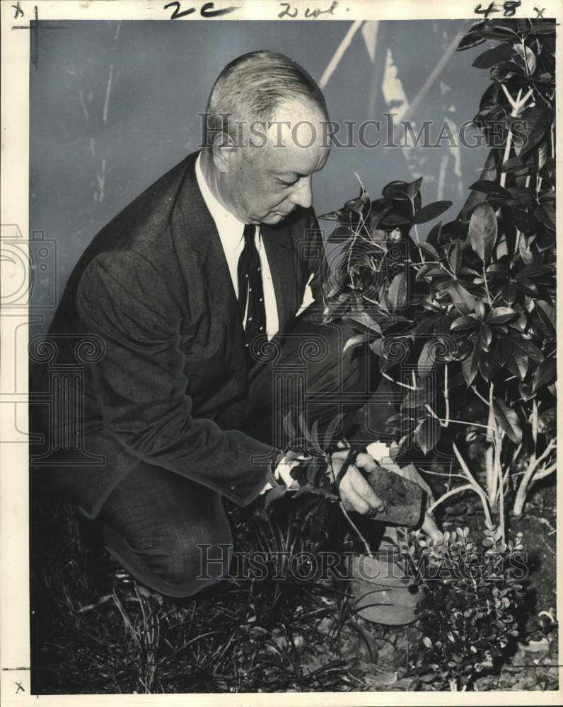 Load image into Gallery viewer, 1968 Press Photo Leon Sarpy demonstrates layering method to sweet olive branch

