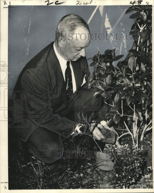 1968 Press Photo Leon Sarpy demonstrates layering method to sweet olive branch