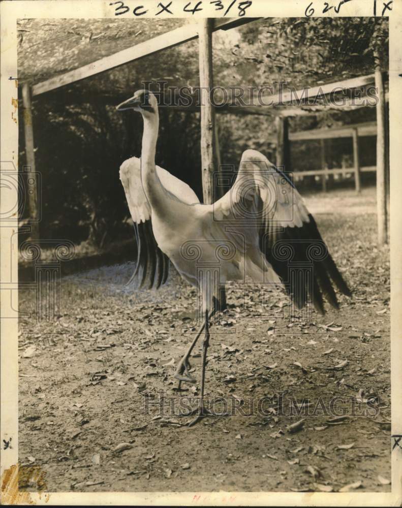 1959 Press Photo Young Whooping crane - noo65594