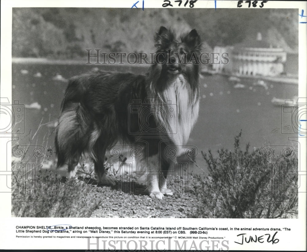 1973 Press Photo A scene from The Little Shepherd Dog of Catalina, on CBS.