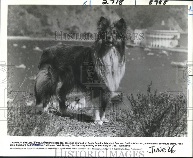 Load image into Gallery viewer, 1973 Press Photo A scene from The Little Shepherd Dog of Catalina, on CBS.
