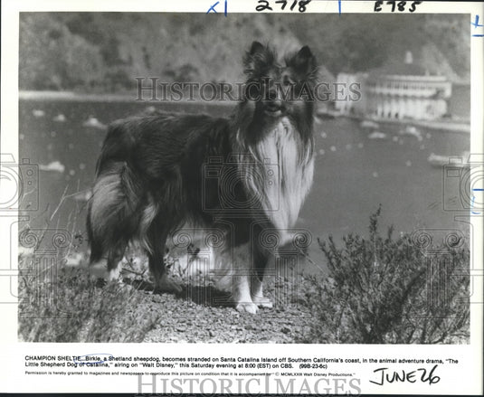 1973 Press Photo A scene from The Little Shepherd Dog of Catalina, on CBS.