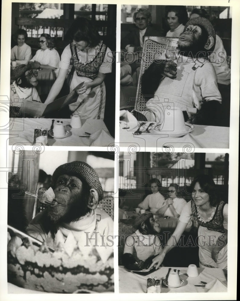 1979 Press Photo Sam the Chimp of &quot;BJ and the Bear&quot; NBC TV Series - nop14842