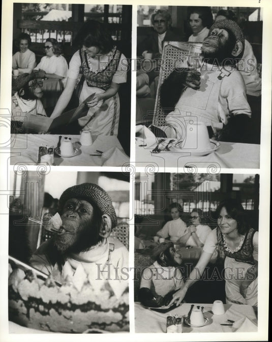 1979 Press Photo Sam the Chimp of "BJ and the Bear" NBC TV Series - nop14842