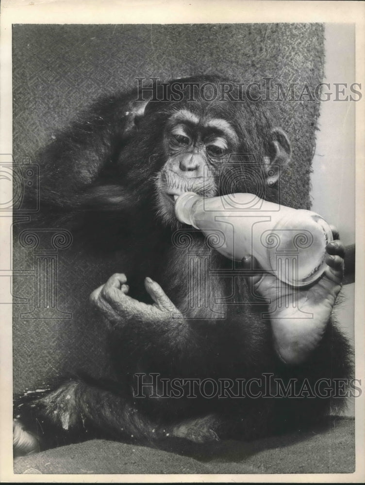 1958 Press Photo Pickles the Chimp uses his foot to feed at Battersea park Zoo.