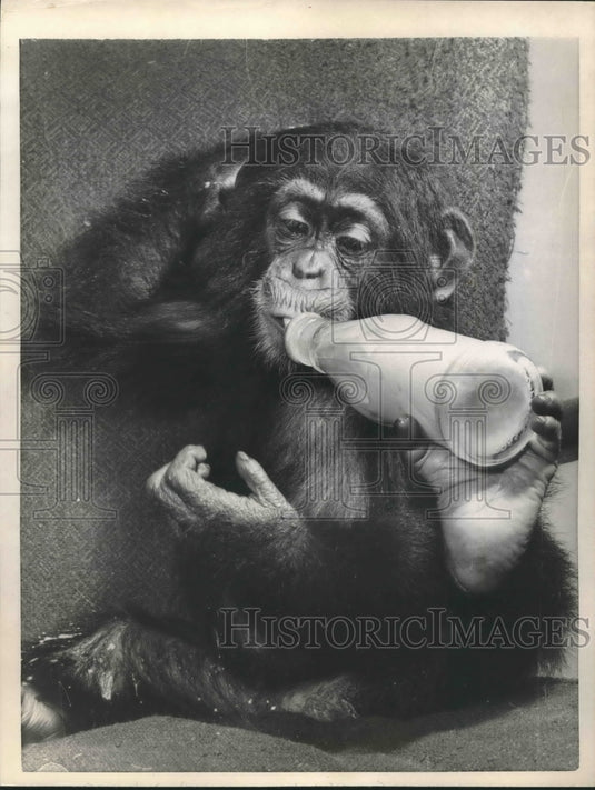 1958 Press Photo Pickles the Chimp uses his foot to feed at Battersea park Zoo.