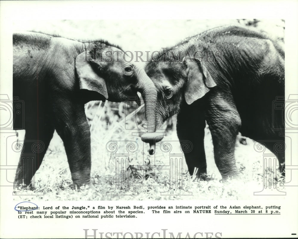 1988 Press Photo Elephants wrap their trunks, &quot;Elephant: Lord of the Jungle&quot;- Historic Images