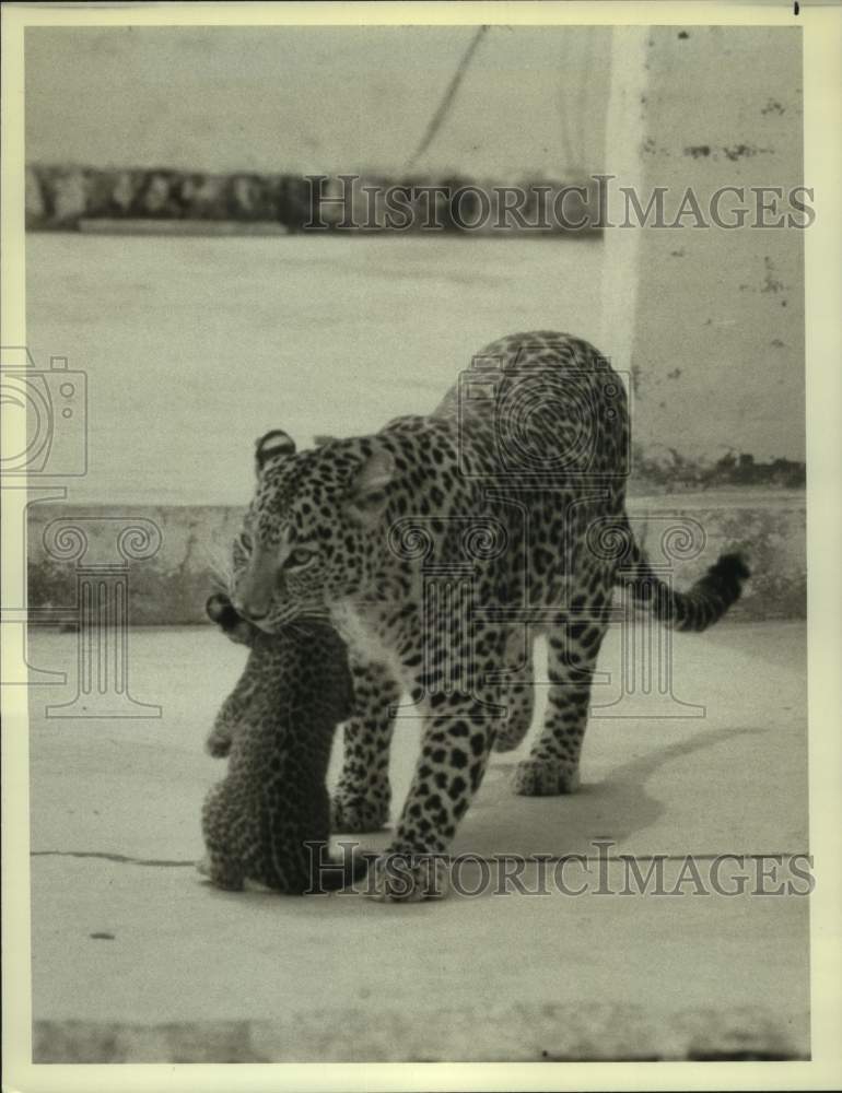 1980 Press Photo The Leopard Harriet and her cub in &quot;Leopard of the Wild&quot; on NBC