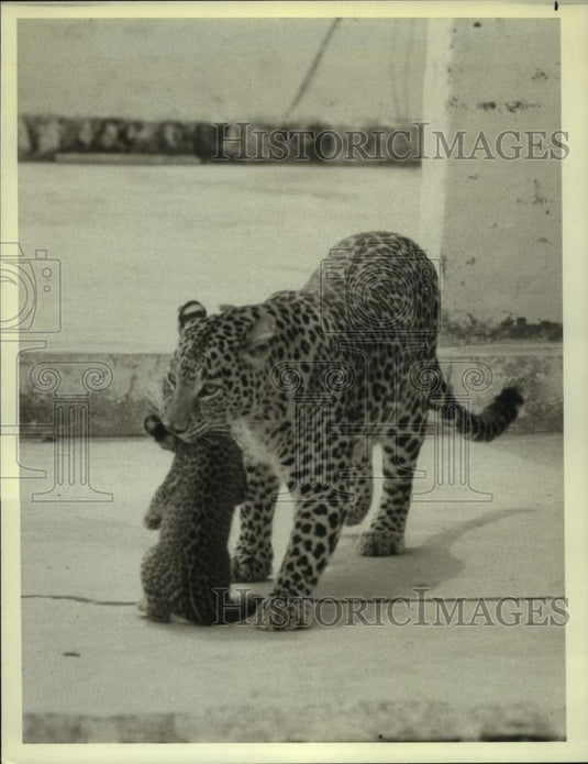 1980 Press Photo The Leopard Harriet and her cub in "Leopard of the Wild" on NBC