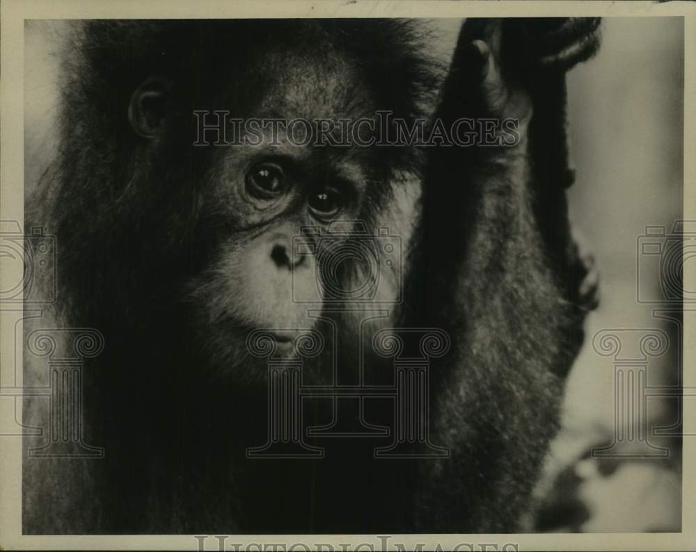1976 Press Photo Orangutan pictured in &quot;Orangutans: Orphans of the Wild&quot;