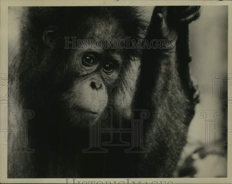 Load image into Gallery viewer, 1976 Press Photo Orangutan pictured in "Orangutans: Orphans of the Wild"

