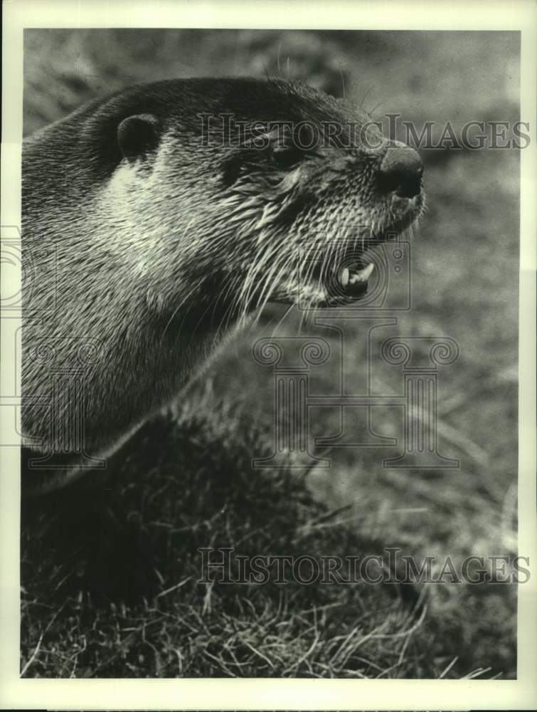 1976 Press Photo Miji the otter, &quot;Ring of Bright Water&quot; - nop65389