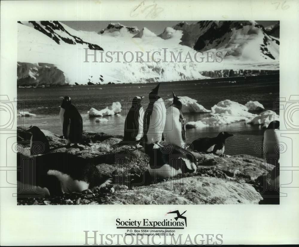 1978 Press Photo Penguins on the Falkland Islands in Antarctica - nop71765