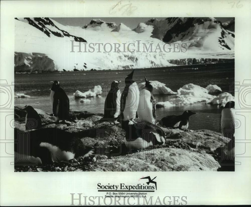 Load image into Gallery viewer, 1978 Press Photo Penguins on the Falkland Islands in Antarctica - nop71765
