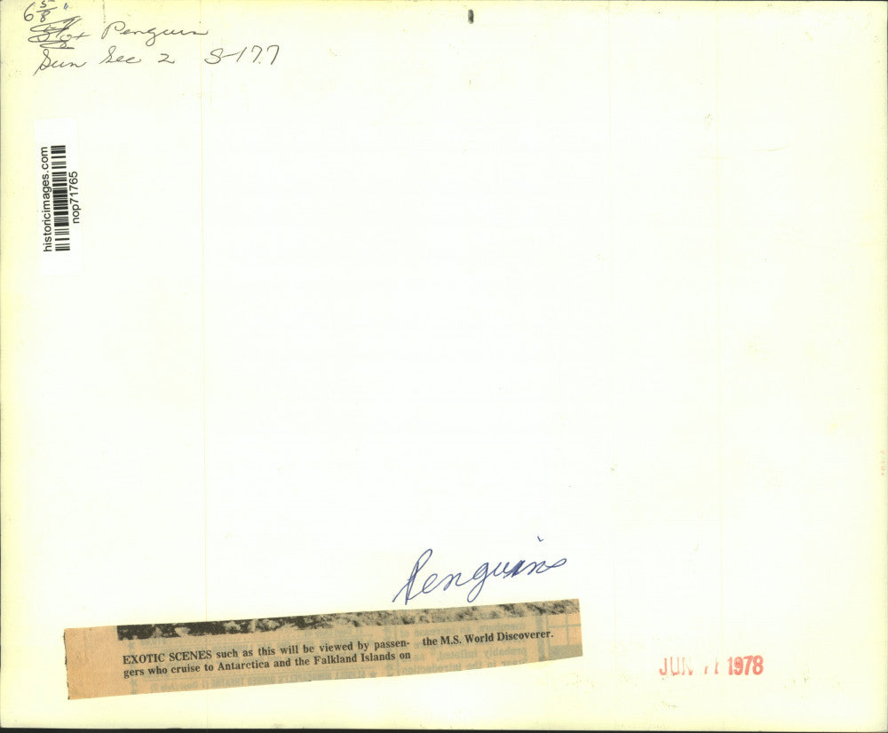 1978 Press Photo Penguins on the Falkland Islands in Antarctica - nop71765