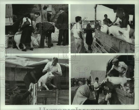 Press Photo Pig farmers move their offerings on Sarajevo Market Day. - nop76710- Historic Images
