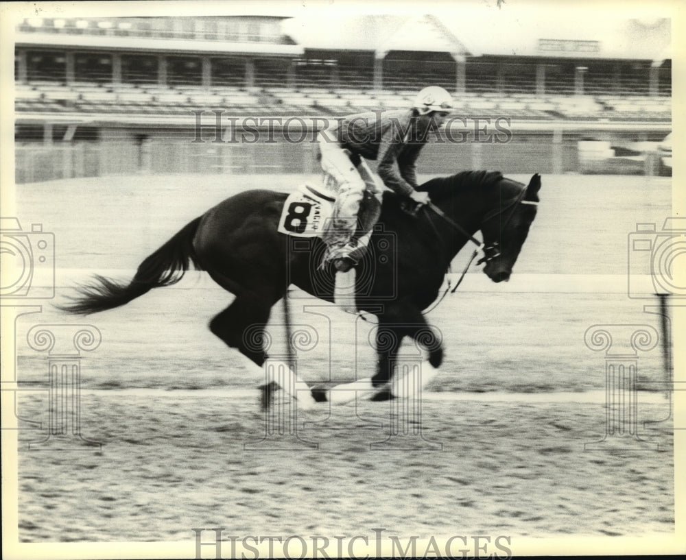 1981 Press Photo Horse Racing - Top Avenger in Kentucky Derby - nos00436- Historic Images