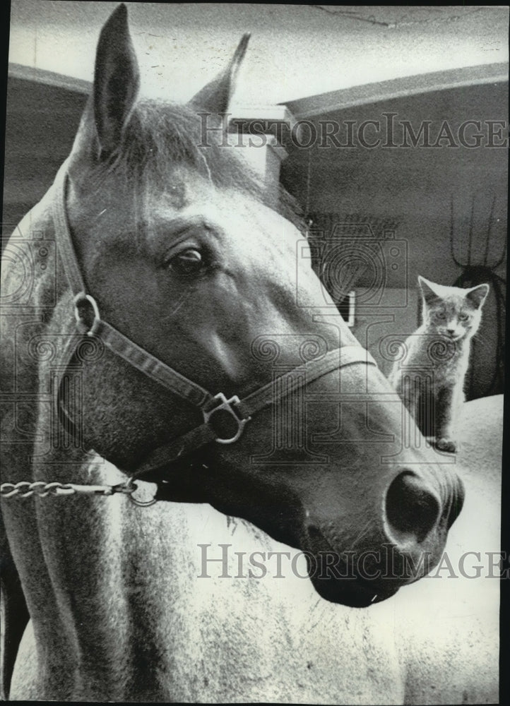 1970 Press Photo Horse Racing-Gallant Prince with his rider. - nos00979- Historic Images