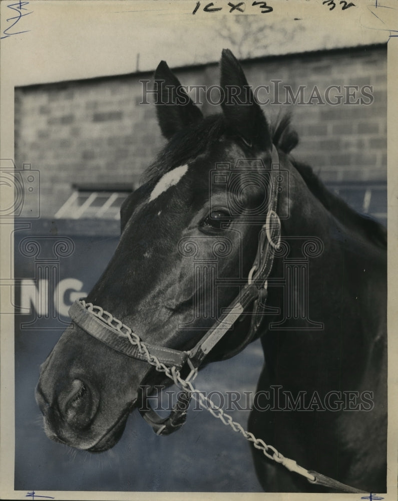 1965 Press Photo Horse Racing - Grecian Princess Racehorse Owned by T.D. Buhl- Historic Images