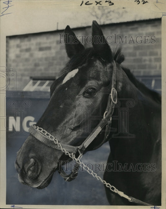 1965 Press Photo Horse Racing - Grecian Princess Racehorse Owned by T.D. Buhl- Historic Images