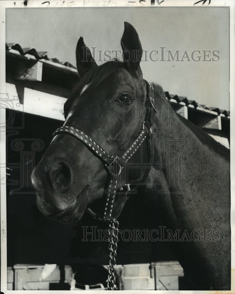 1978 Press Photo Racehorse Grant&#39;s Best - nos02274- Historic Images