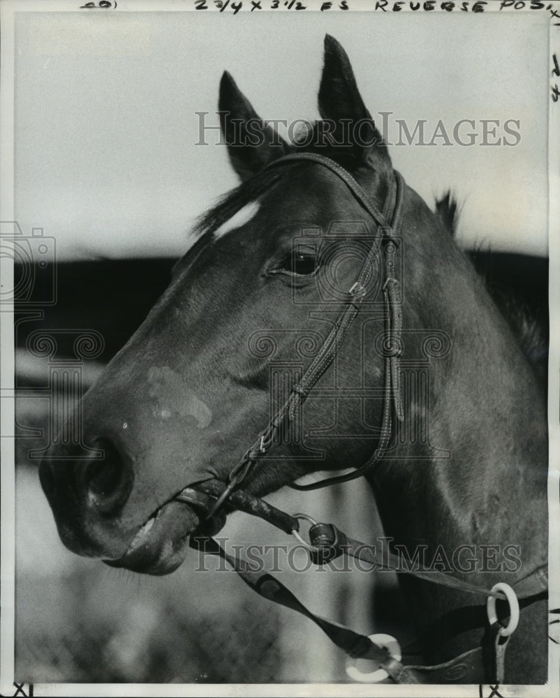 1979 Press Photo Racehorse Life's Hope - nos02304- Historic Images