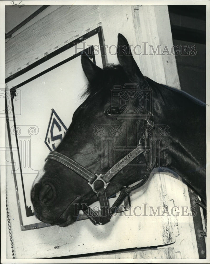 1970 Press Photo Race Horse &quot;Imakalee&quot; in Stall - nos02476- Historic Images