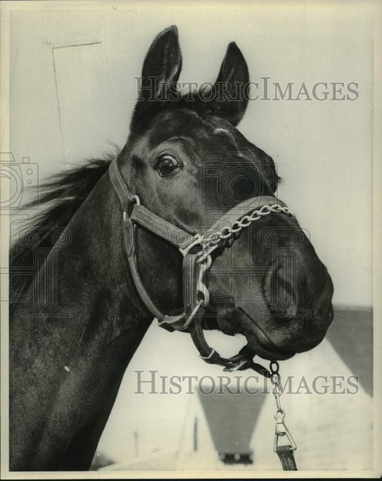 Press Photo Close-up photo of head of race horse Buzz Buzz- Historic Images