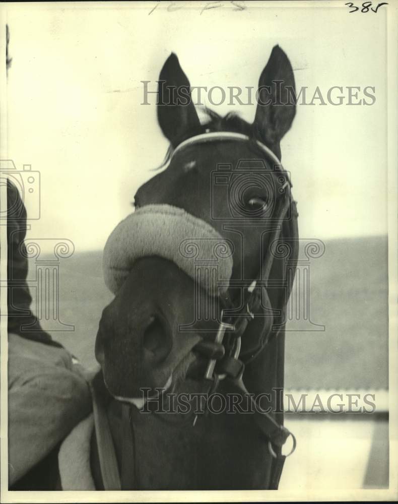 1975 Press Photo Horse Racing - Racehorse Promised City - nos24619- Historic Images